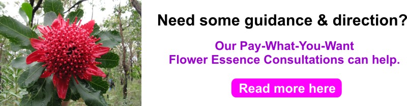 Our Pay-What-You-Want Flower Essence Consultations offer you quick guidance when you need it most - www.flowerorganics.com.au