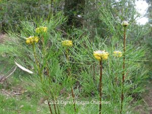 Isopogon: the flower of remembrance. Read more at: https://flowerorganics.com.au/isopogon-the-flower-of-remembrance/