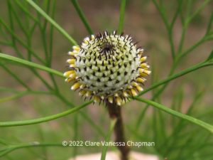 Isopogon: the flower of remembrance. Read more at: https://flowerorganics.com.au/isopogon-the-flower-of-remembrance/