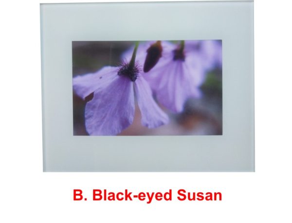 Black-eyed Susan (Tetratheca ericifolia) wildflower print by Clare Vanessa Chapman - buy online at www.flowerorganics.com.au