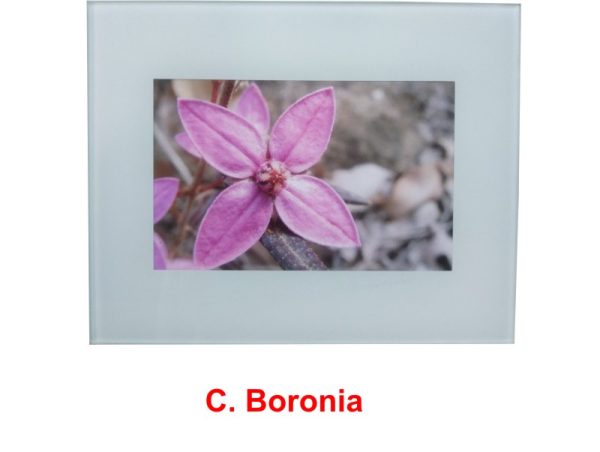 Boronia ledifolia wildflower print by Clare Vanessa Chapman - buy online at www.flowerorganics.com.au