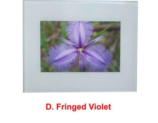 Fringed Violet (Thysanotus tuberosus) wildflower print by Clare Vanessa Chapman - buy online at www.flowerorganics.com.au