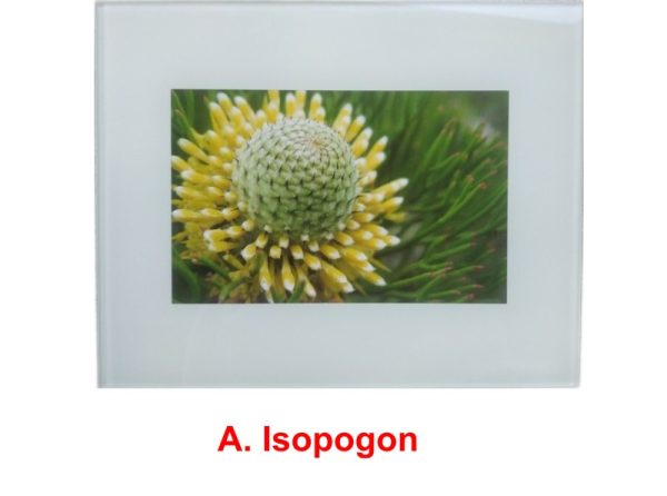 Isopogon anethifolius wildflower print by Clare Vanessa Chapman - buy online at www.flowerorganics.com.au