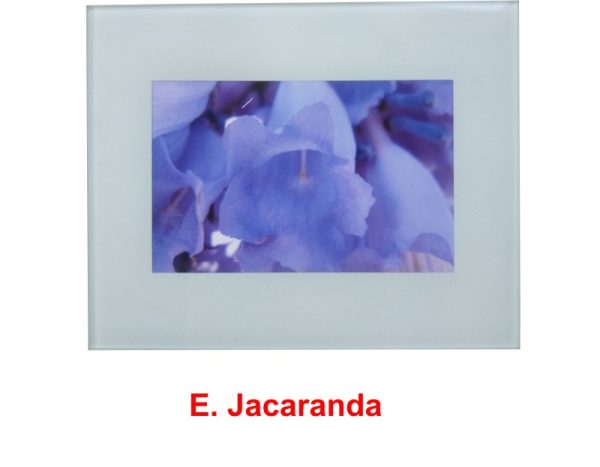 Jacaranda mimosaefolia wildflower print by Clare Vanessa Chapman - buy online at www.flowerorganics.com.au