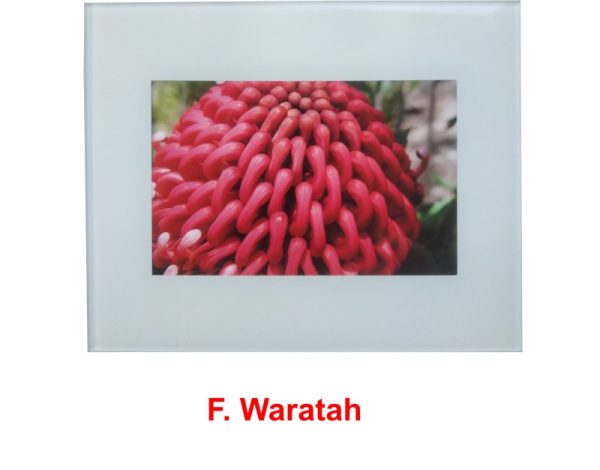 Waratah (Telopea speciosissima) wildflower print by Clare Vanessa Chapman - buy online at www.flowerorganics.com.au